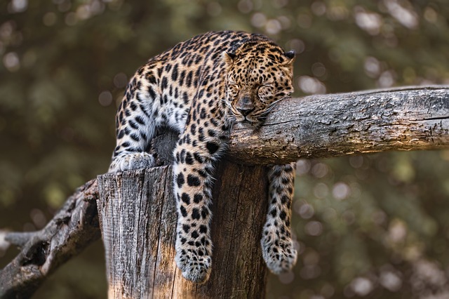 unavený jaguár