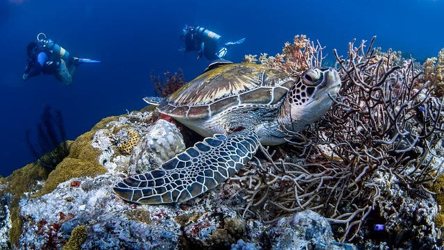 Mořská želva
